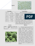 C. vulgaris: Características, usos e potencial da microalga verde unicelular