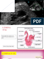 Embriologia, Laminas 31 - 40