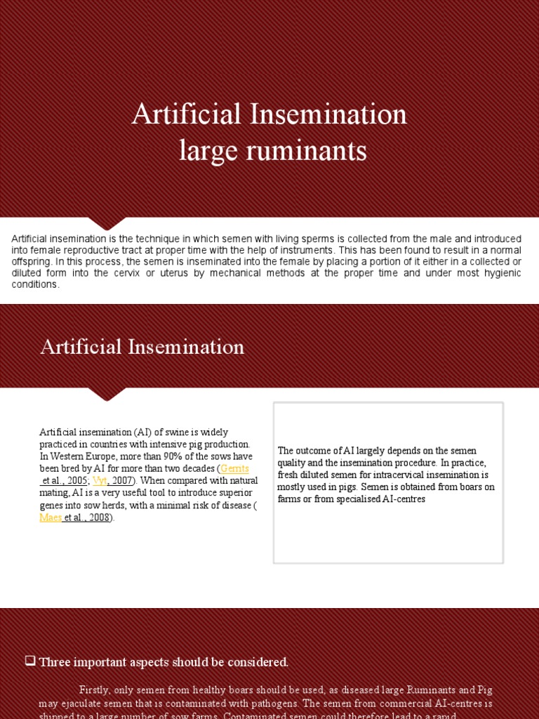 Advantages and Disadvantages of AI in Swine | PDF | Domestic Pig | Pig