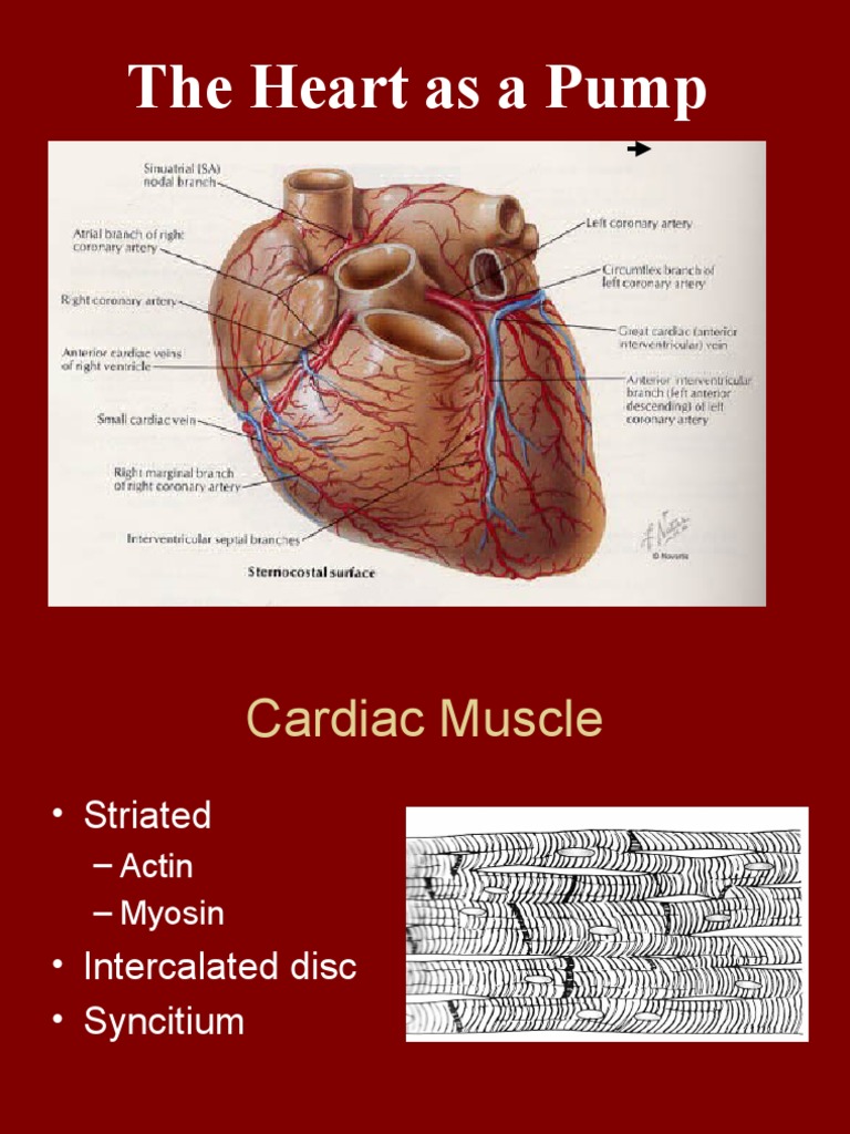Heart Function as a Pump System | PDF | Heart | Heart Rate