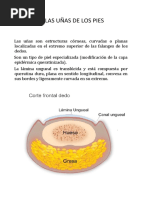 Anatomía de La Uña y Sus Partes | PDF | Clavo (anatomía) | Sistema ...