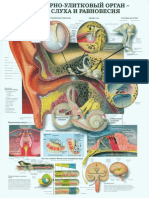 Анатомический Плакат - Преддверно-улитковый Орган - Орган Слуха и Равновесия