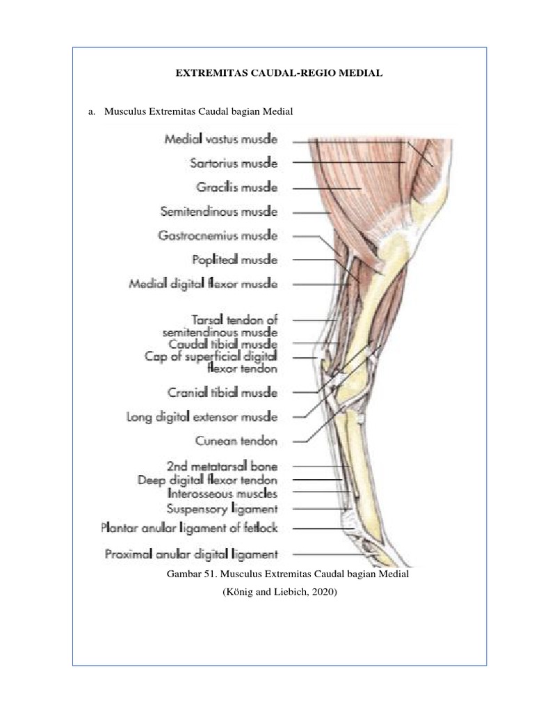 Medial Caudal Extremity Anatomy | PDF