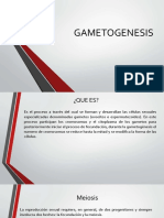 Gametogenesis 141024114142 Conversion Gate02