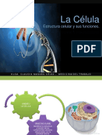 La Célula: Estructura Celular y Sus Funciones