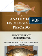 Anatomia y Fisiologia Del Pescado