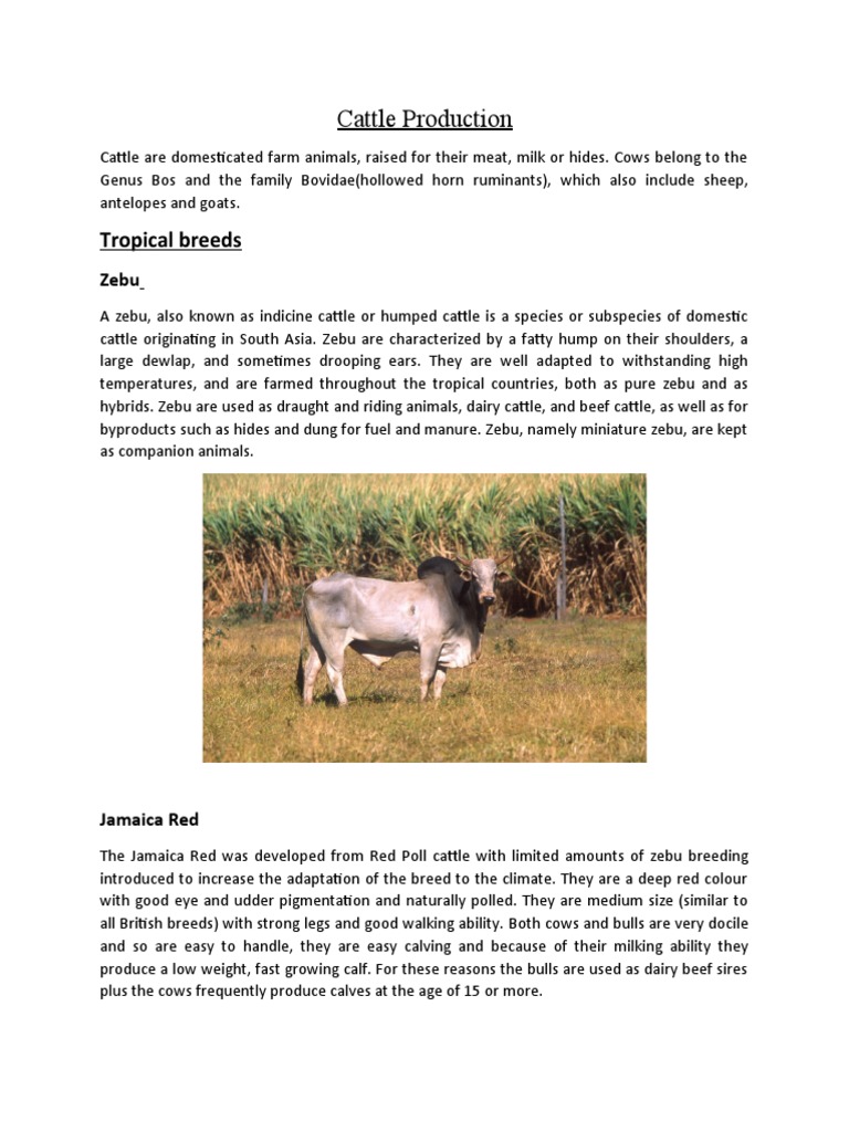 Cattle Production PDF Cattle Dairy Cattle
