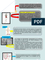 Metabolismo Esqueletico