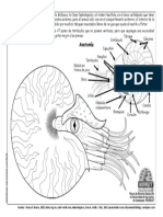 Nautilos: el único cefalópodo con concha externa