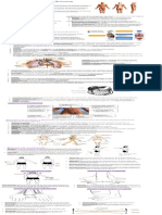 Generalidades de La Anatomía Mi Resumen