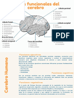 Esquema Del Cerebro Humano