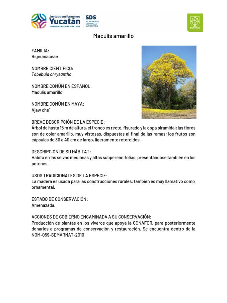 Maculis Amarillo | PDF