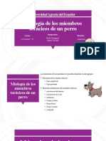 Miología de Los Miembros Torácicos de Un Perro