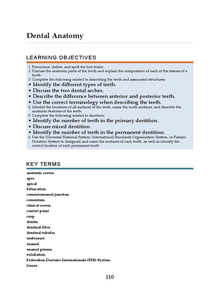 Chapter 4 Dental Anatomy (Essentials of Dental Assisting) PDF