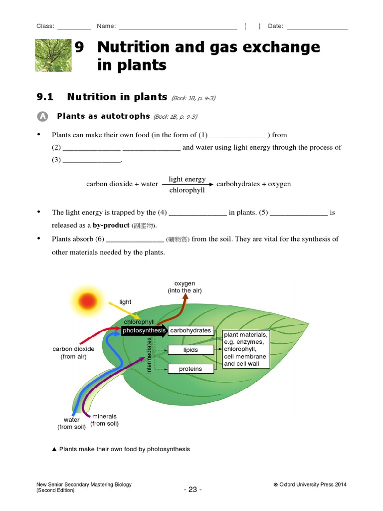 Gas Exchange and Nutrition in Plants | PDF | Leaf | Stoma