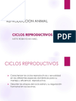 8-Ciclos reproductivos y ciclo estral vaca