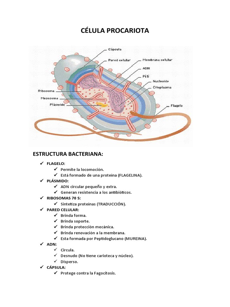 Estructura y Función de Células Procariotas | PDF | Biología Celular ...