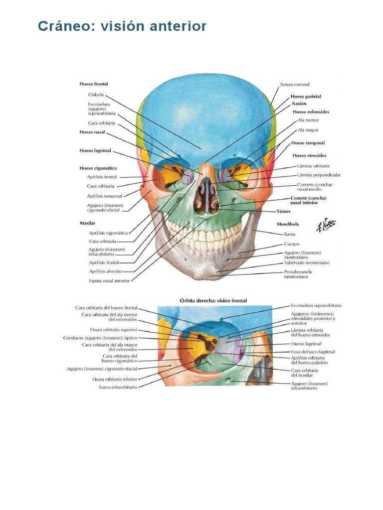 Anatomía del Ojo y Nervios Asociados | PDF