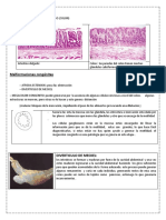 Clase 5 Digestivo Pato 2