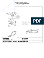 Guía - Anfibios