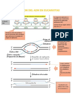 REPLICACION DEL ADN EUCARIOTA Karolalayovasquez