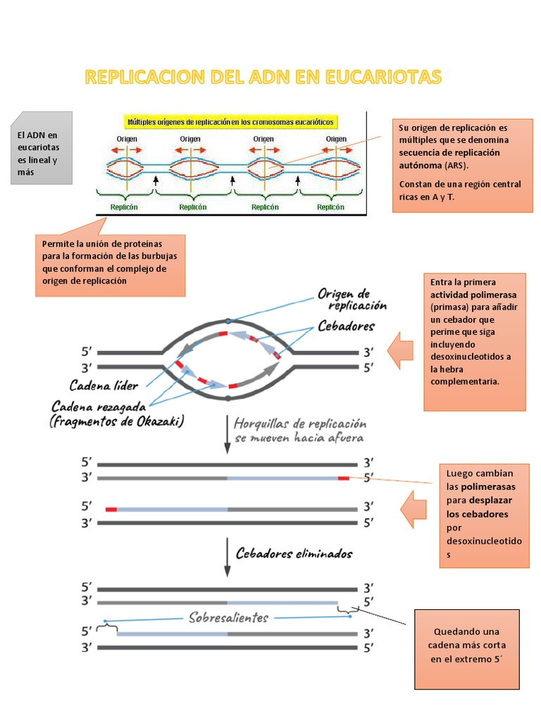 REPLICACION DEL ADN EUCARIOTA Karolalayovasquez | PDF | Replicación De ...