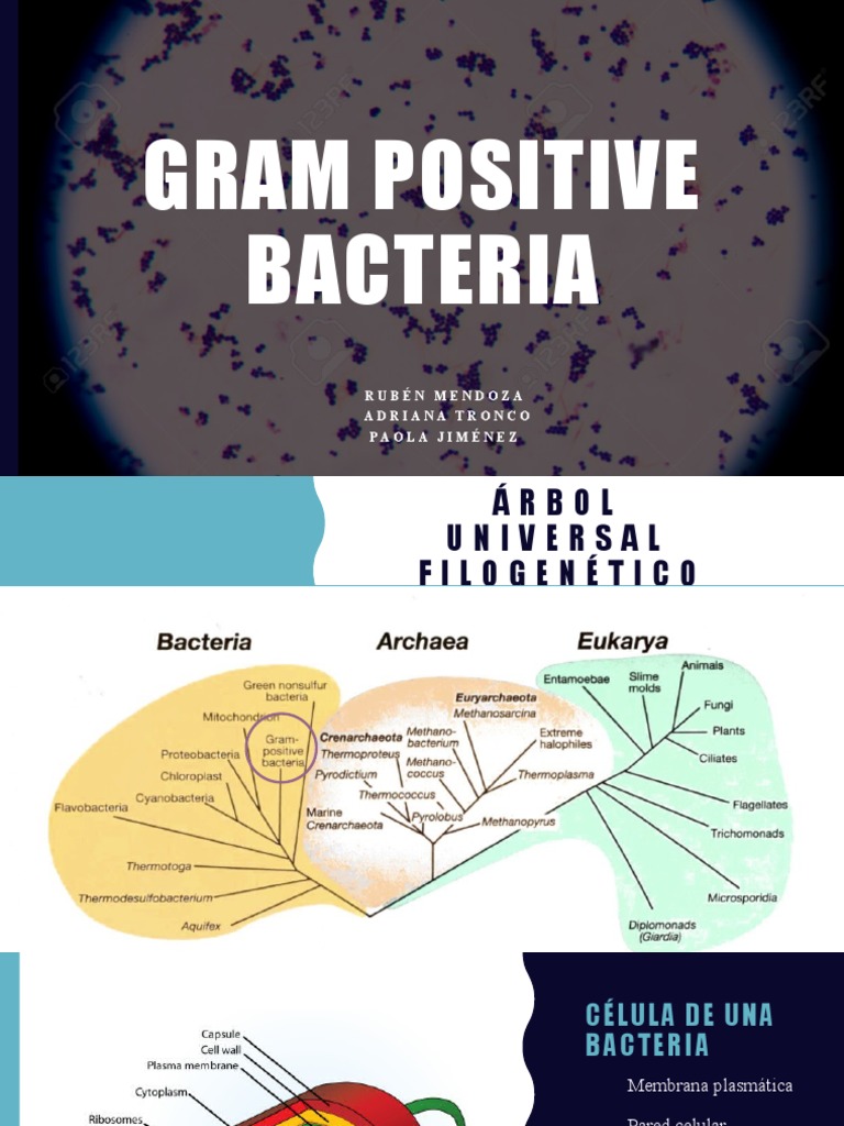 Gram Positive Bacteria | PDF | Las bacterias | Bacterias Gram Positivas
