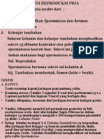 Sistem Reproduksi Pria