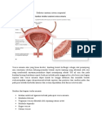 Strikutur Anatomi Sistem Urogenital Vesica