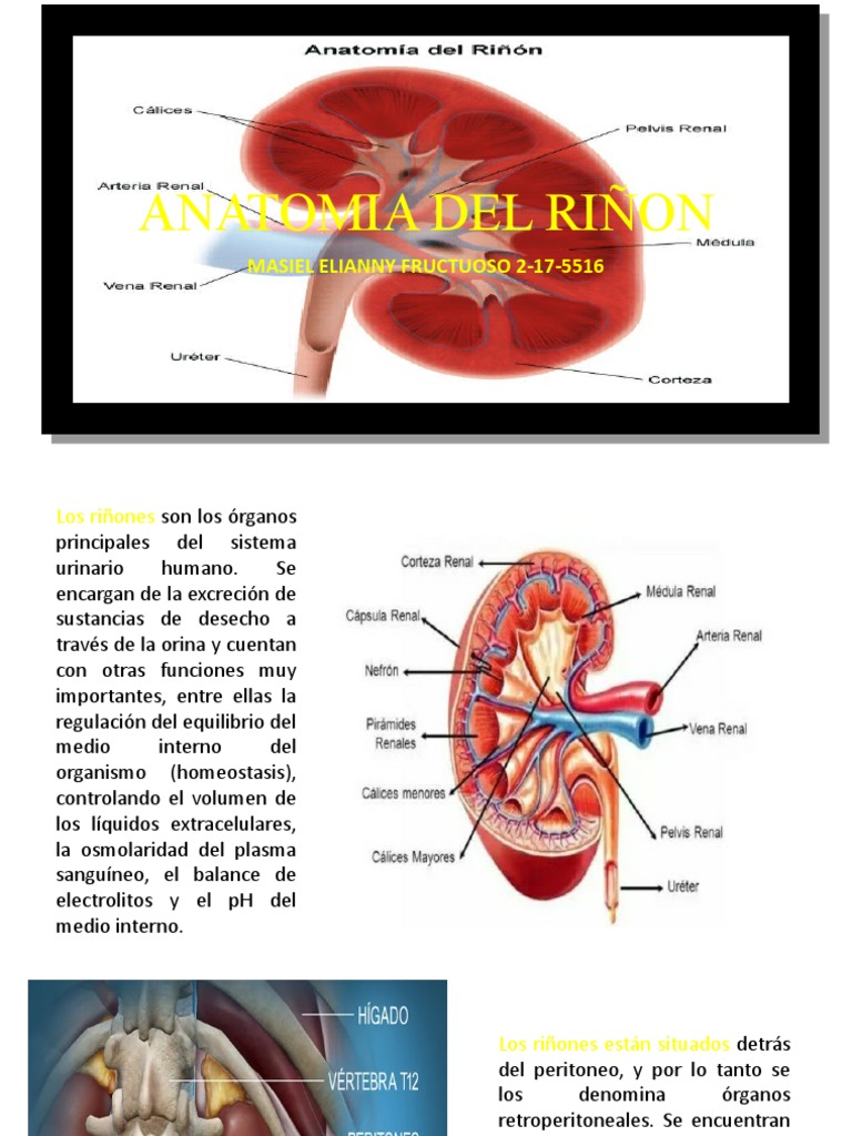 Anatomia Riñon Pdf : Las 13 partes del riñón humano (y sus funciones ...
