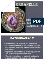 Cell Organelle