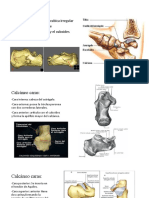 CALCÁNEO y Astragalo Osteoligia Del Pie