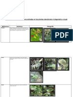 Registro Fotográfico Ndicar Las Deficiencias Nutricionales Encontradas en Las Plantas