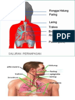 Sistem Pernafasan