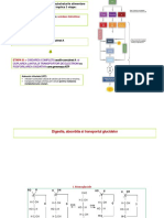 C2 - 3 - Digestia Absorbtia Si Transportul Glucidelor - Febr2021