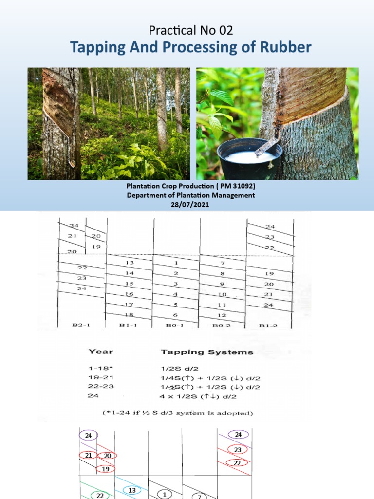 Rubber Tapping and Processing Guide | PDF