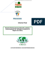 Informe final producción estropajo