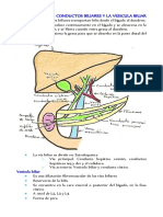 Anatomia de Los Conductos Biliares y La Vesicula Biliar