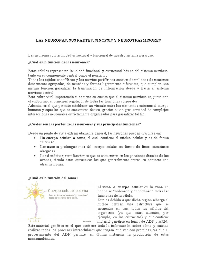 Partes y funciones de las neuronas | PDF | Sinapsis | Neurona