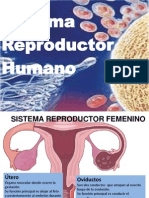 Sistema Reproductor Humano