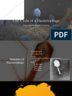 Variety of Life - Life Cycle of A Bacteriophage