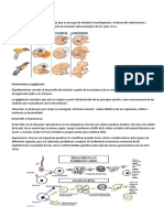 Desarrollo embrionario