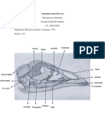 Anatomía Craneal de Aves