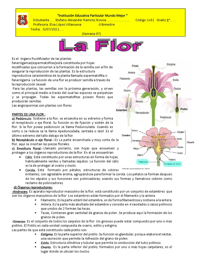 Partes y funciones de la flor hermafrodita | PDF | Flores | Organismos
