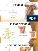 Anatomia Plexo Cervical