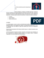 Sistema circulatorio: Función y componentes en