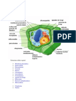 Diagramas de Células Animal y Vegetal