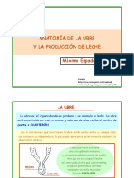 Producción de leche ubre anatomía