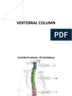 9vertebral Column