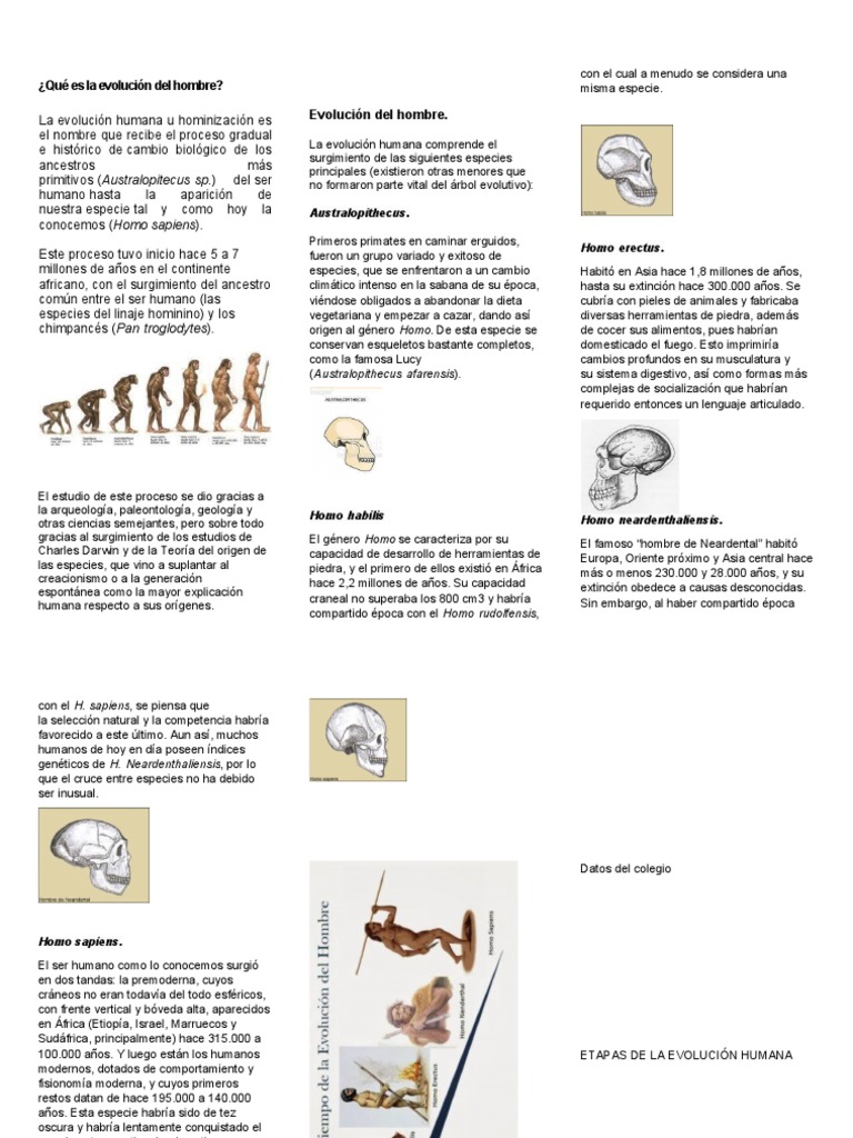 Infografia Evolucion Del Hombre Homo Evolucin Humana